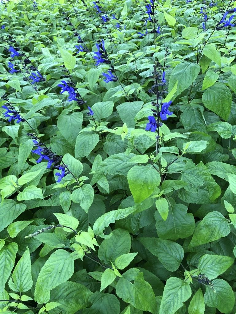 Salvia Guaranitica Black And Blue - View 15 from www redcrocus com