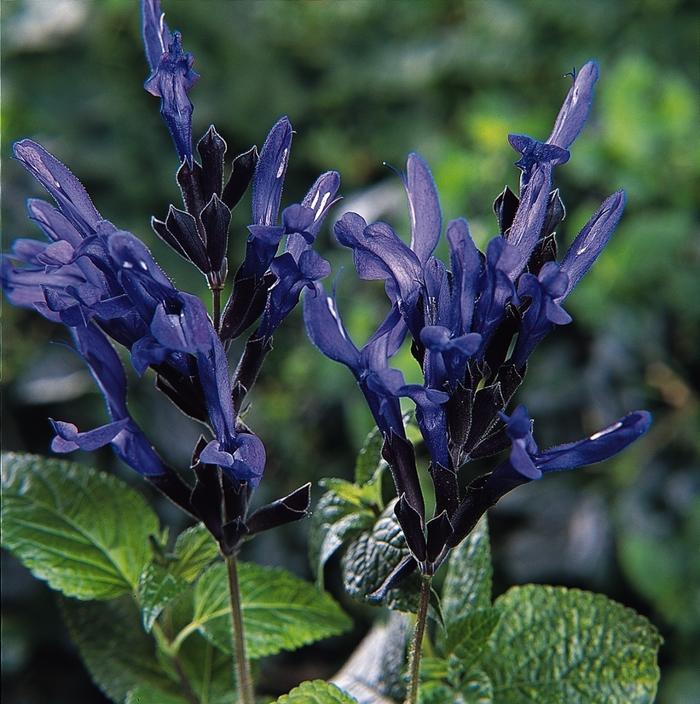 Salvia Guaranitica Black And Blue - View 16 from www redcrocus com
