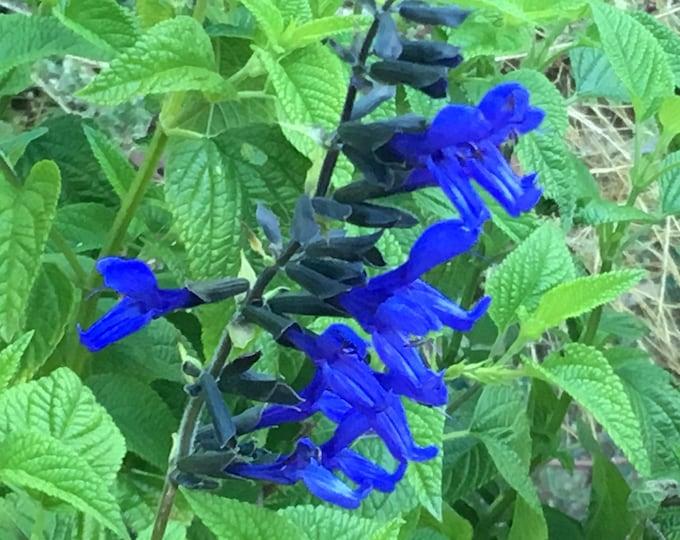 Salvia Guaranitica Black And Blue - View 17 from www redcrocus com