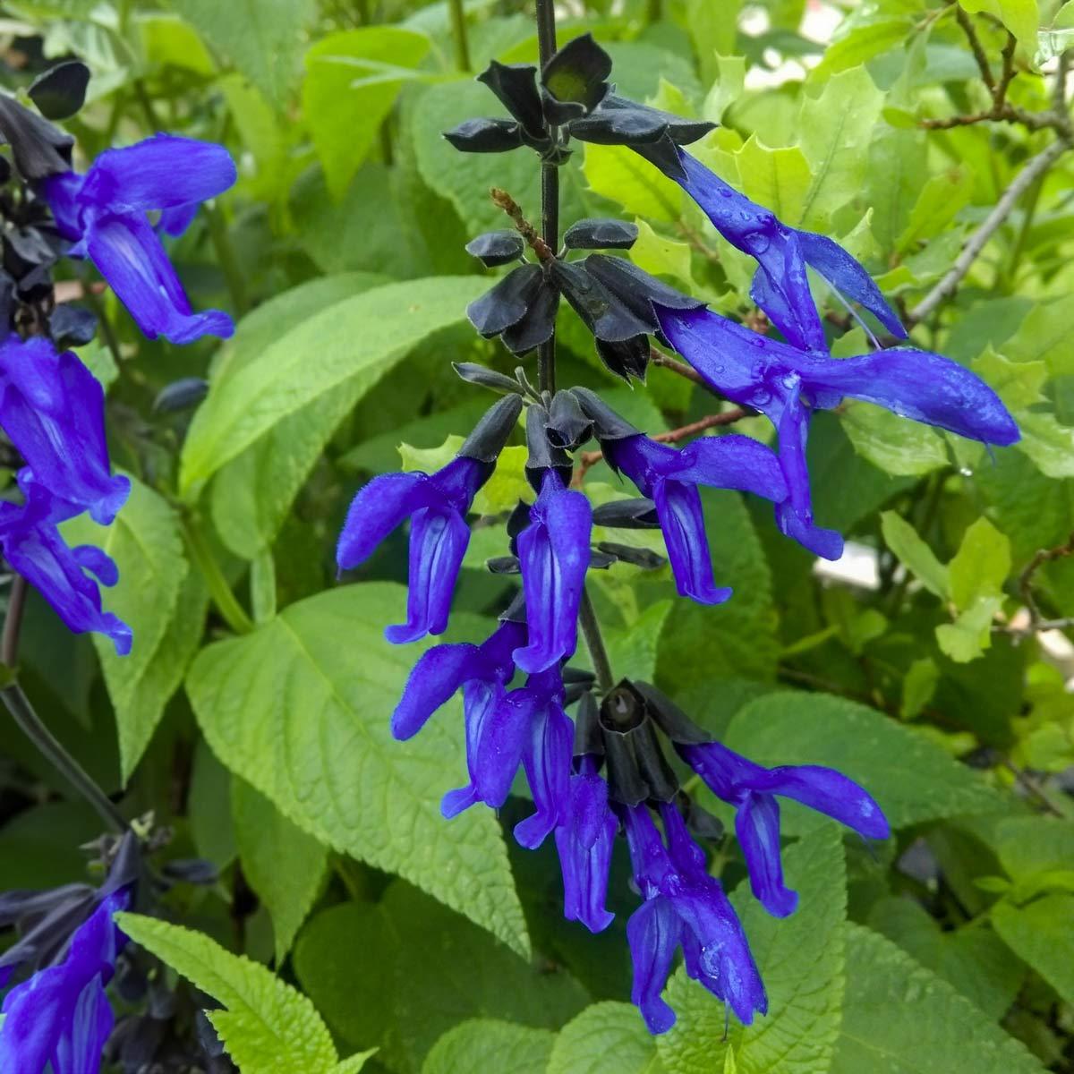 Salvia Guaranitica Black And Blue - View 18 from www redcrocus com