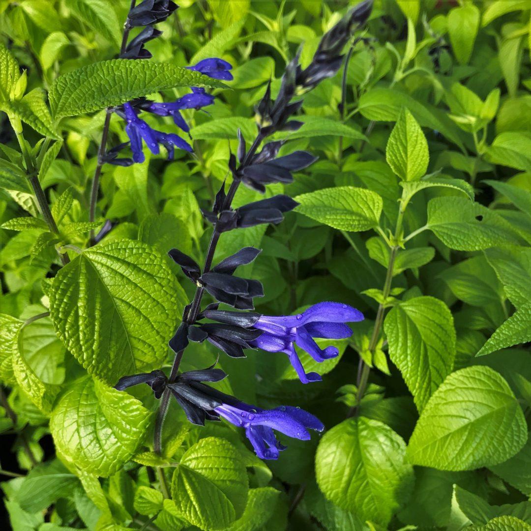 Salvia Guaranitica Black And Blue - View 2 from www redcrocus com