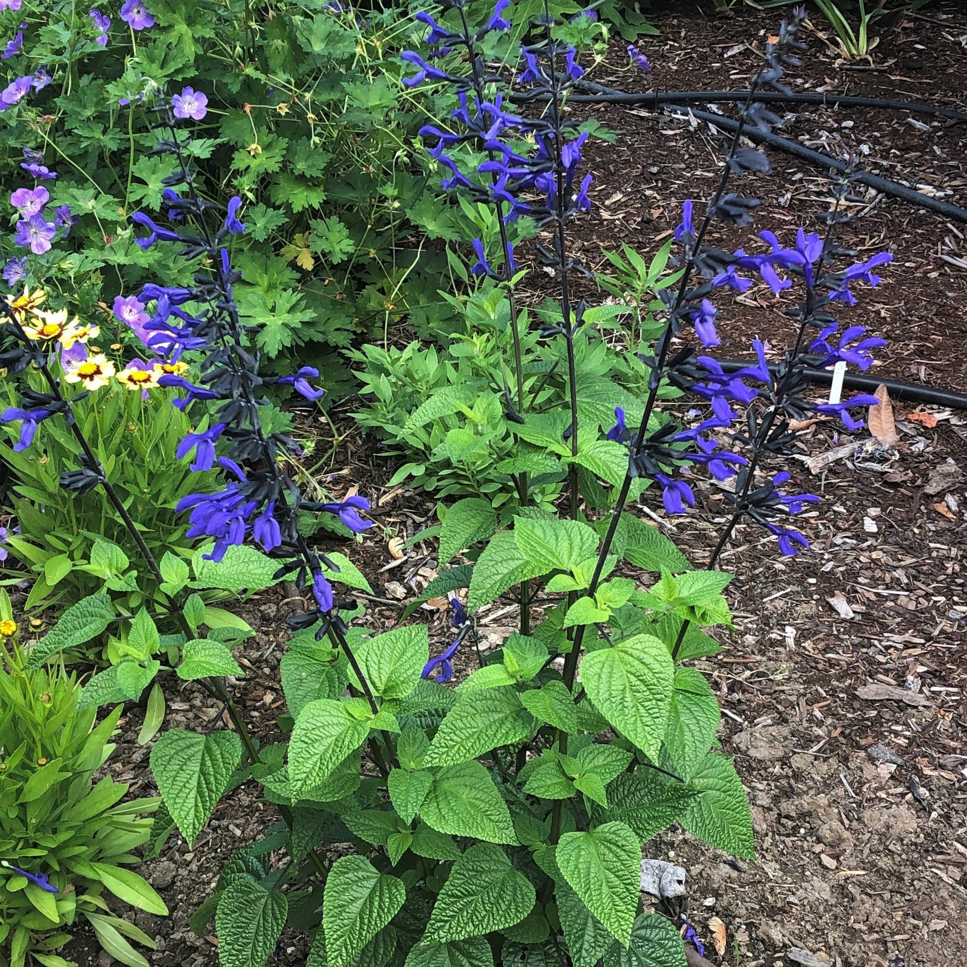 Salvia Guaranitica Black And Blue - View 3 from www redcrocus com