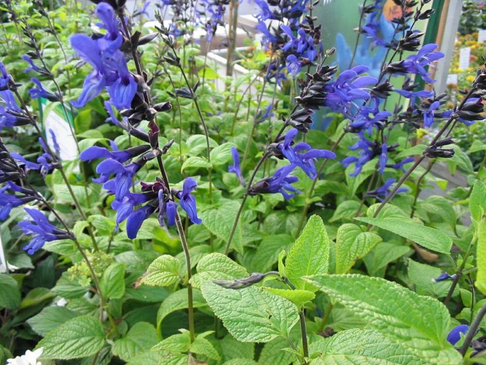 Salvia Guaranitica Black And Blue - View 4 from www redcrocus com