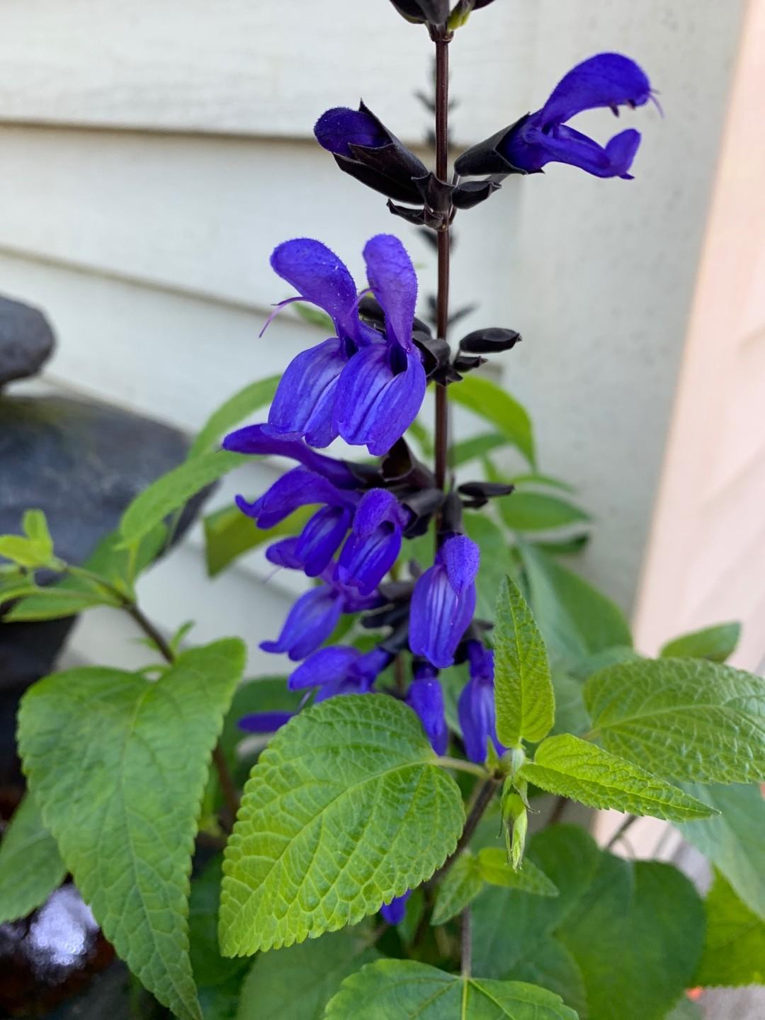 Salvia Guaranitica Black And Blue - View 5 from www redcrocus com