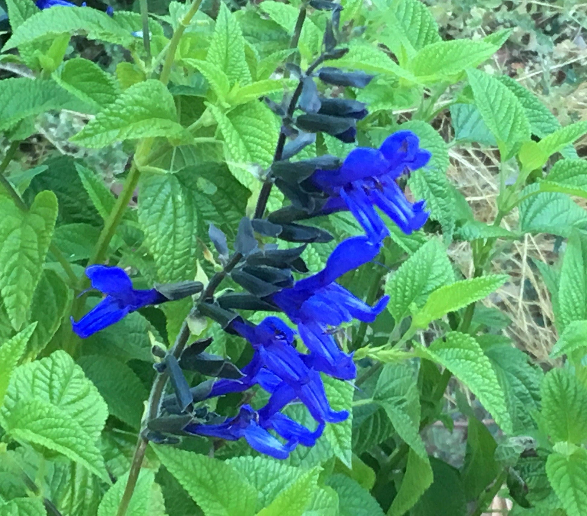 Salvia Guaranitica Black And Blue - View 6 from www redcrocus com