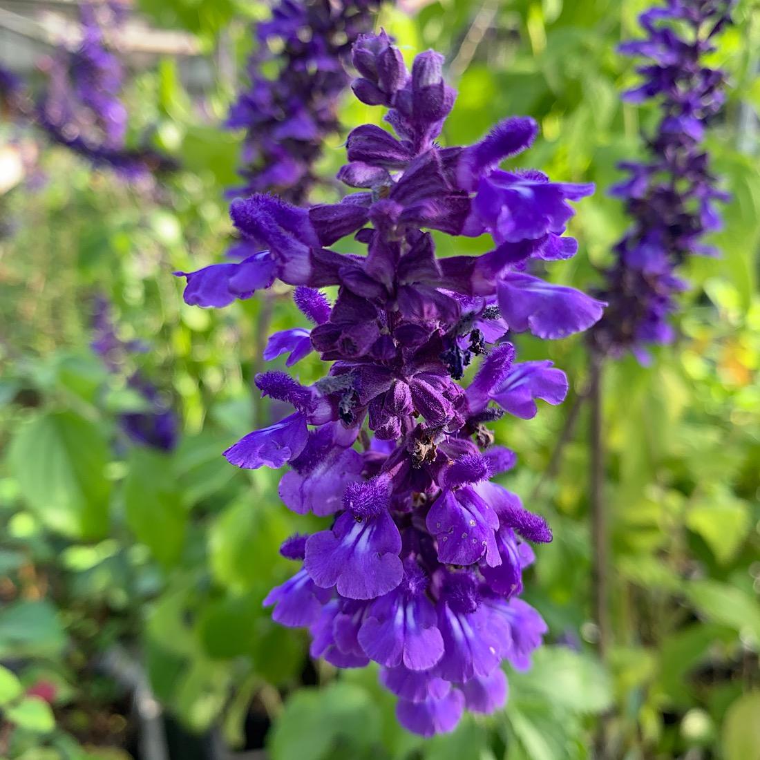 Salvia Guaranitica Black And Blue - View 7 from www redcrocus com