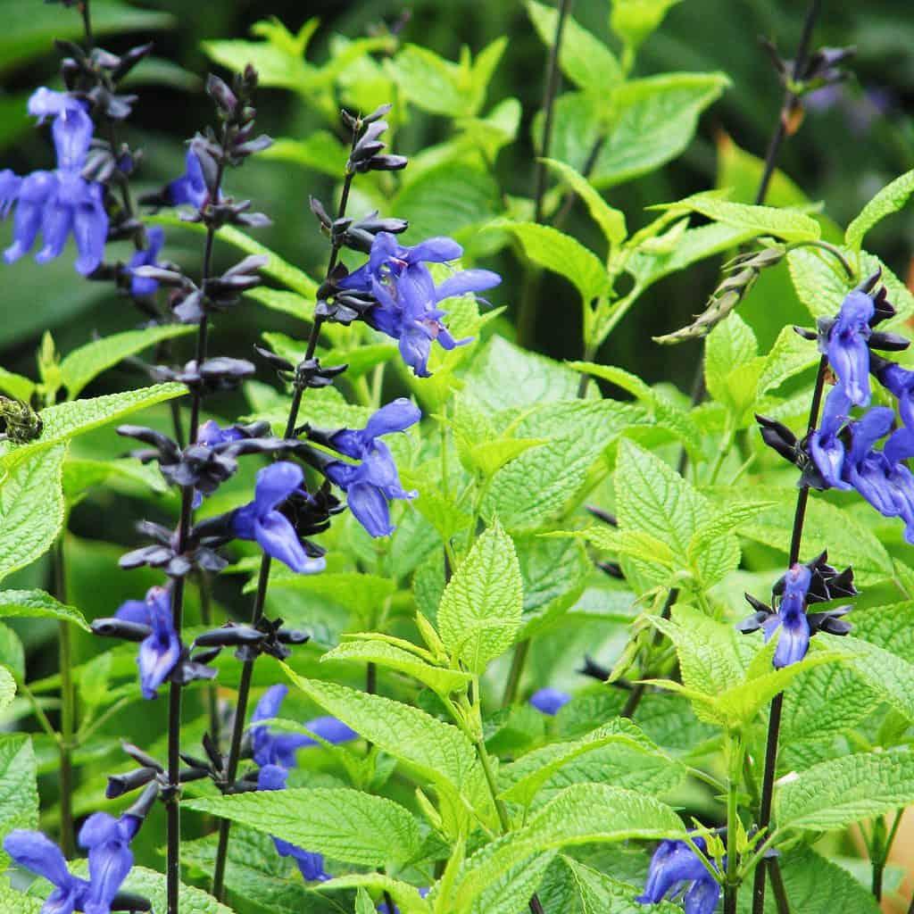 Salvia Guaranitica Black And Blue - View 9 from www redcrocus com