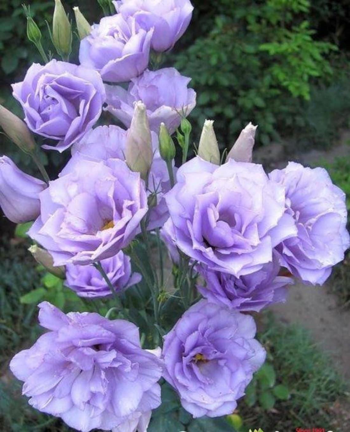 Lisianthus Florida Blue - View 10 from www redcrocus com