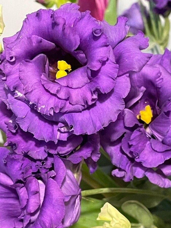 Lisianthus Florida Blue - View 13 from www redcrocus com
