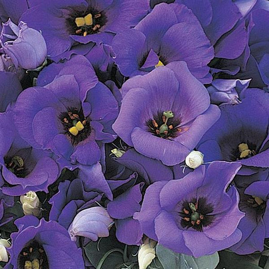 Lisianthus Florida Blue - View 1 from www redcrocus com