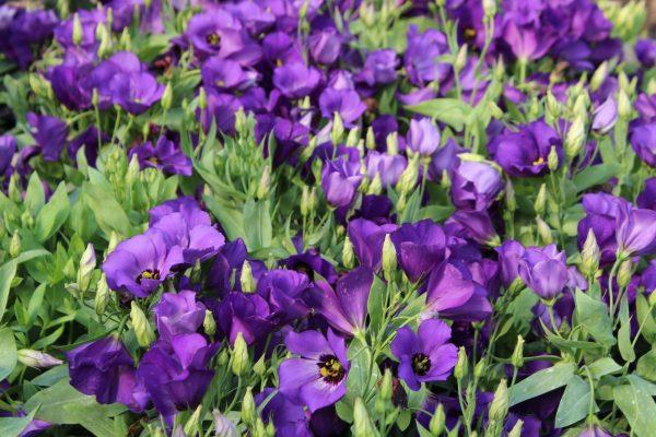 Lisianthus Florida Blue - View 2 from www redcrocus com