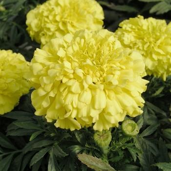 Marigold Antigua Yellow - View 10 from www redcrocus com