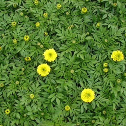 Marigold Antigua Yellow - View 11 from www redcrocus com