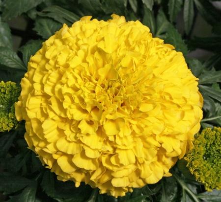 Marigold Antigua Yellow - View 12 from www redcrocus com