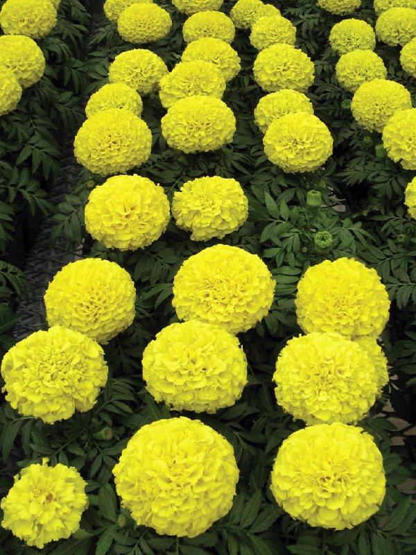 Marigold Antigua Yellow - View 14 from www redcrocus com