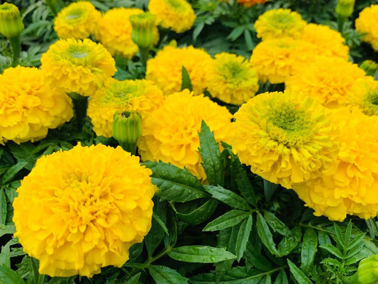 Marigold Antigua Yellow - View 1 from www redcrocus com