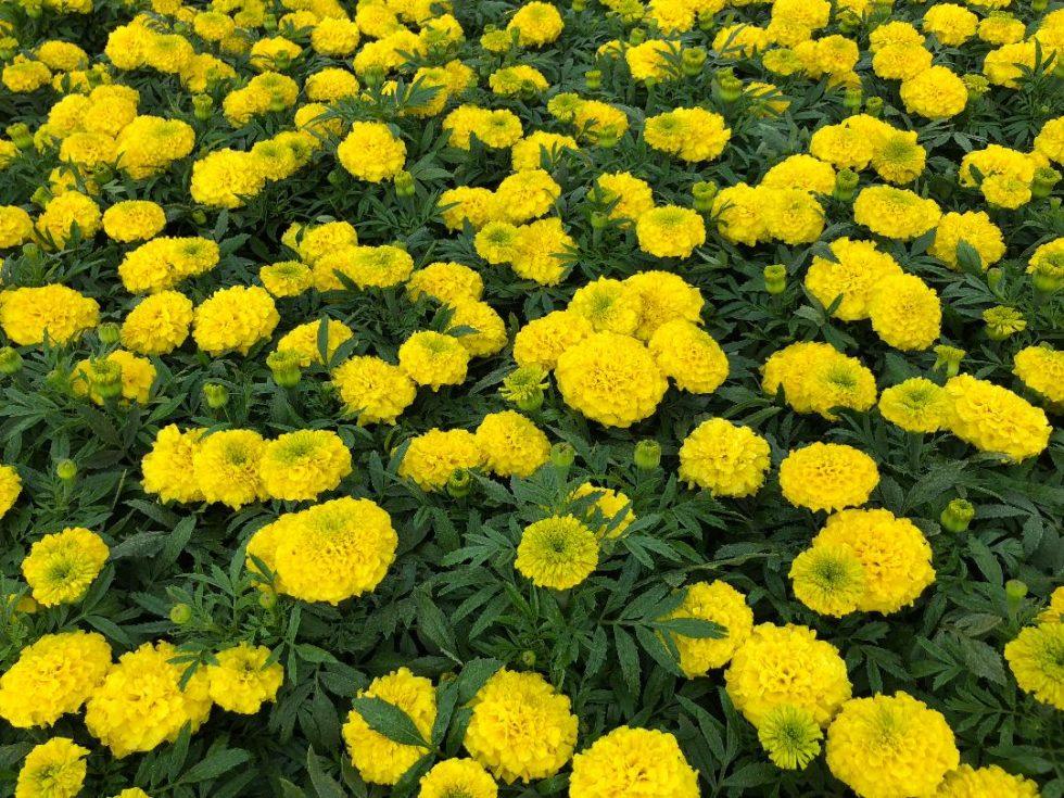 Marigold Antigua Yellow - View 2 from www redcrocus com