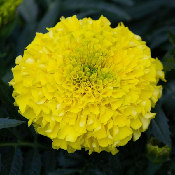 Marigold Antigua Yellow - View 4 from www redcrocus com