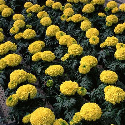 Marigold Antigua Yellow - View 8 from www redcrocus com