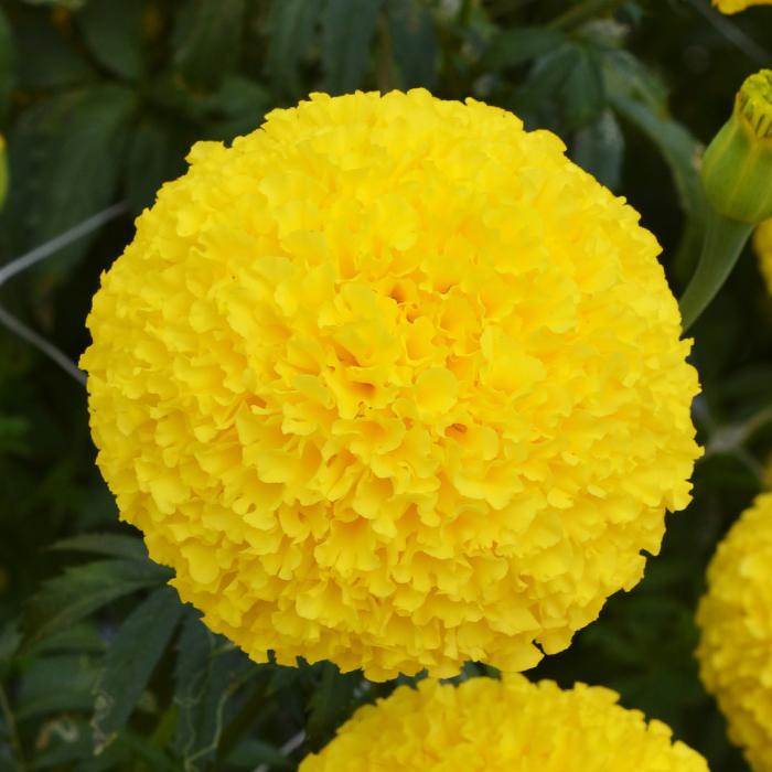 Marigold Antigua Yellow - View 9 from www redcrocus com
