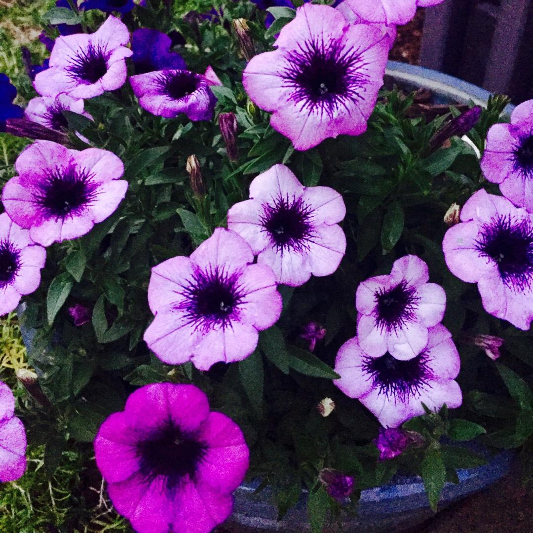 Petunia Easy Wave Plum Vein - View 10 from www redcrocus com