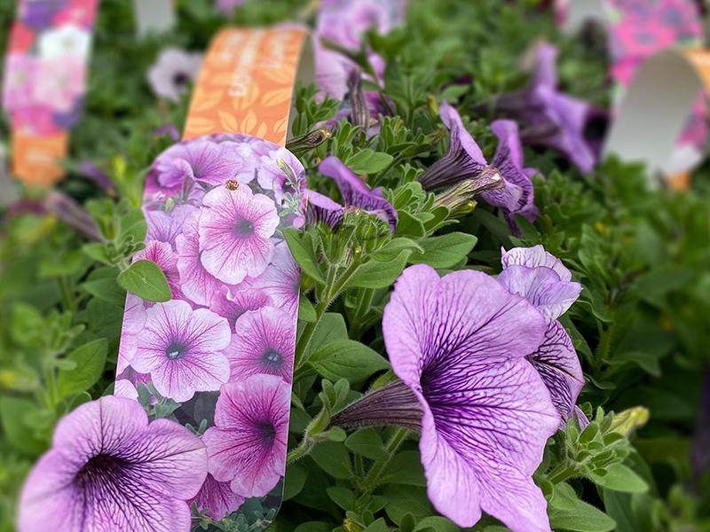 Petunia Easy Wave Plum Vein - View 11 from www redcrocus com