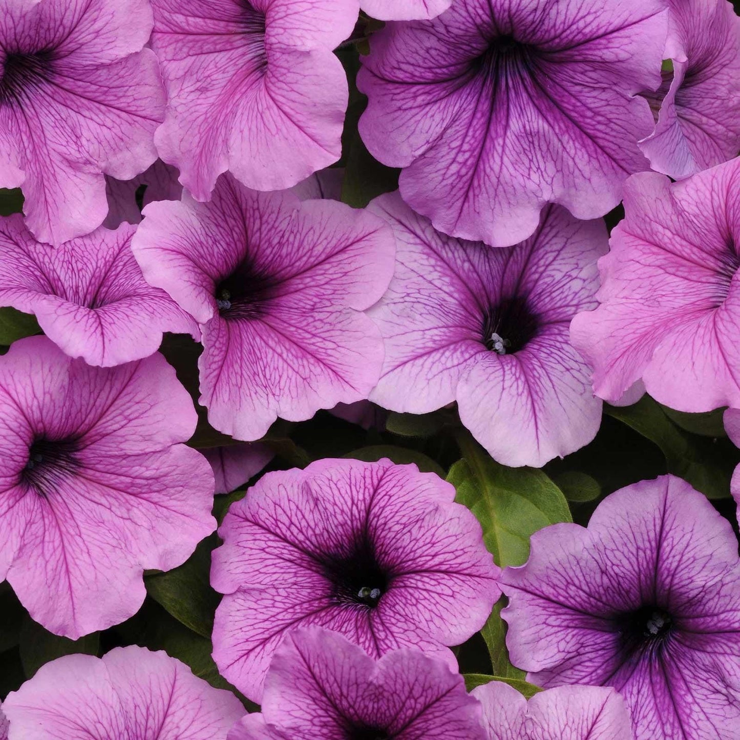 Petunia Easy Wave Plum Vein - View 13 from www redcrocus com
