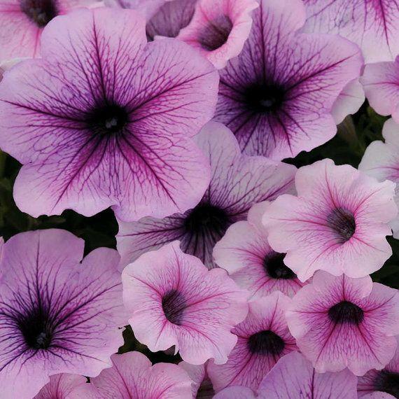 Petunia Easy Wave Plum Vein - View 14 from www redcrocus com