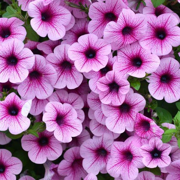 Petunia Easy Wave Plum Vein - View 1 from www redcrocus com
