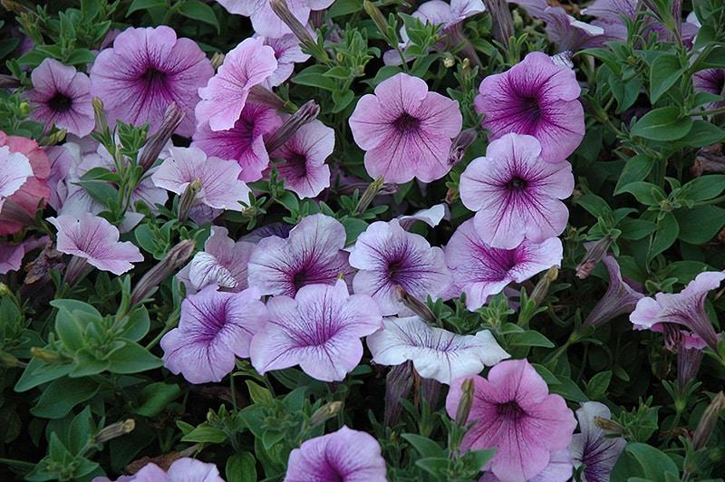 Petunia Easy Wave Plum Vein - View 2 from www redcrocus com