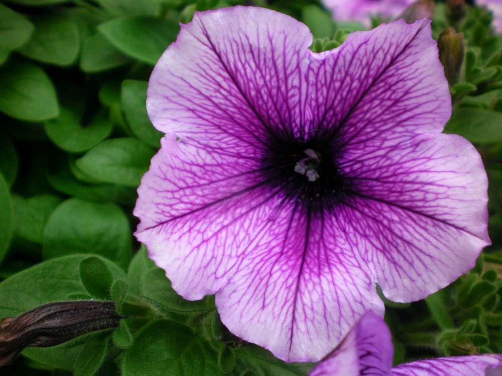 Petunia Easy Wave Plum Vein - View 4 from www redcrocus com
