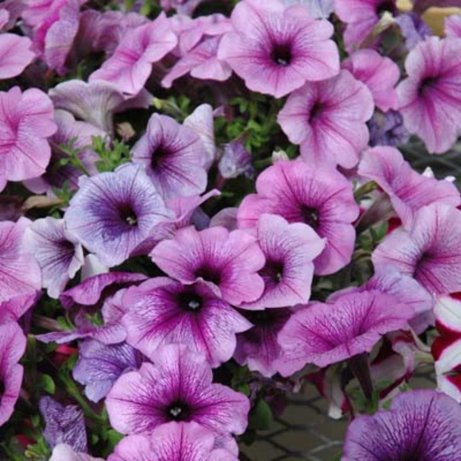 Petunia Easy Wave Plum Vein - View 6 from www redcrocus com