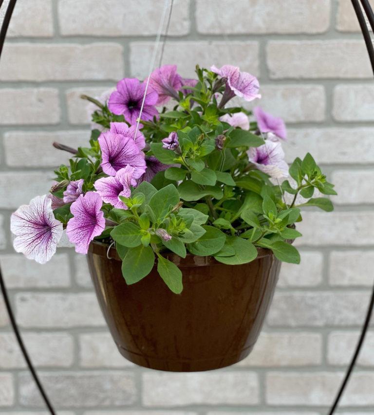 Petunia Easy Wave Plum Vein - View 8 from www redcrocus com
