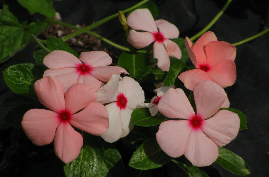 Vinca Titan Apricot - View 11 from www redcrocus com