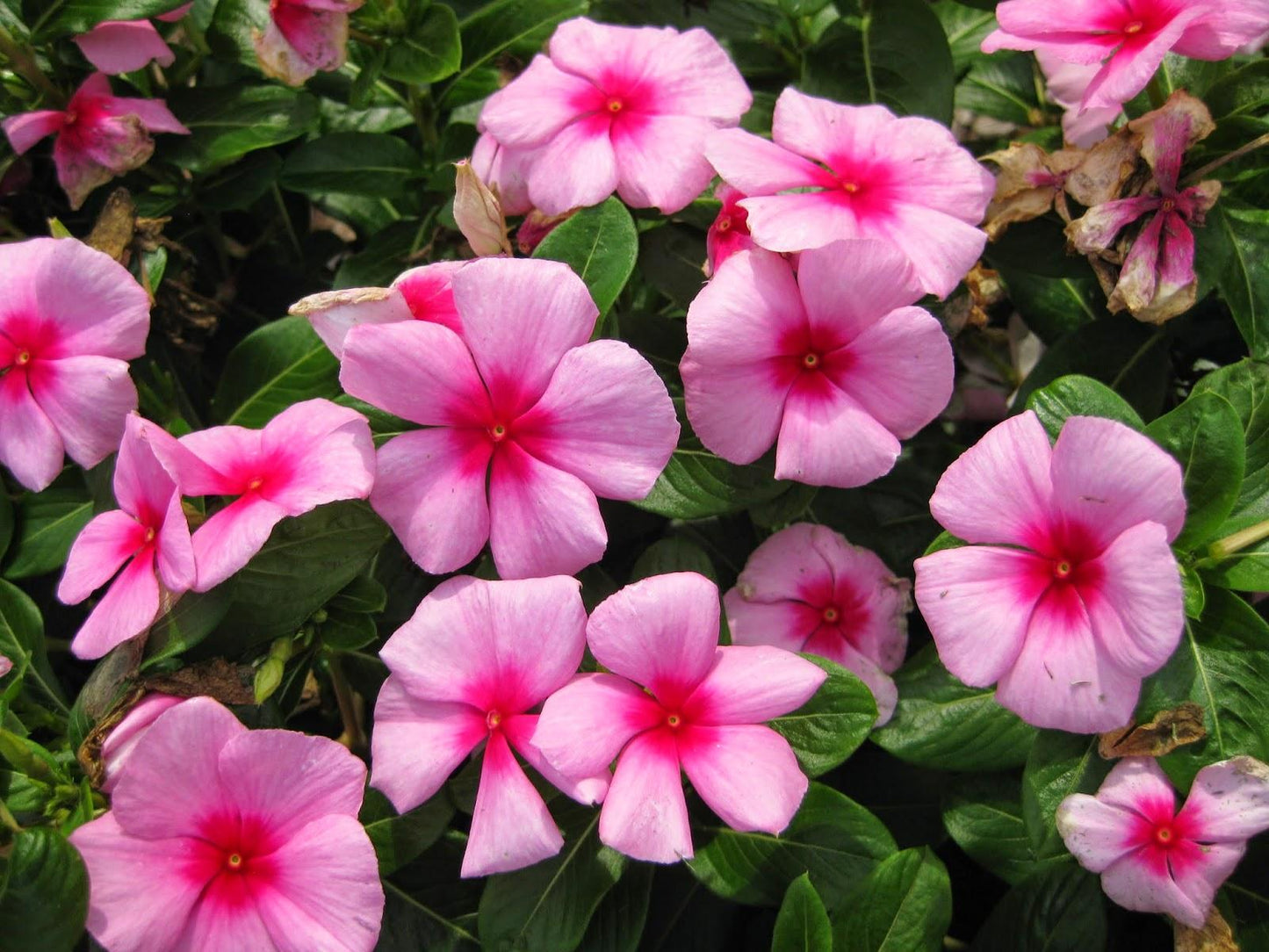 Vinca Titan Apricot - View 14 from www redcrocus com