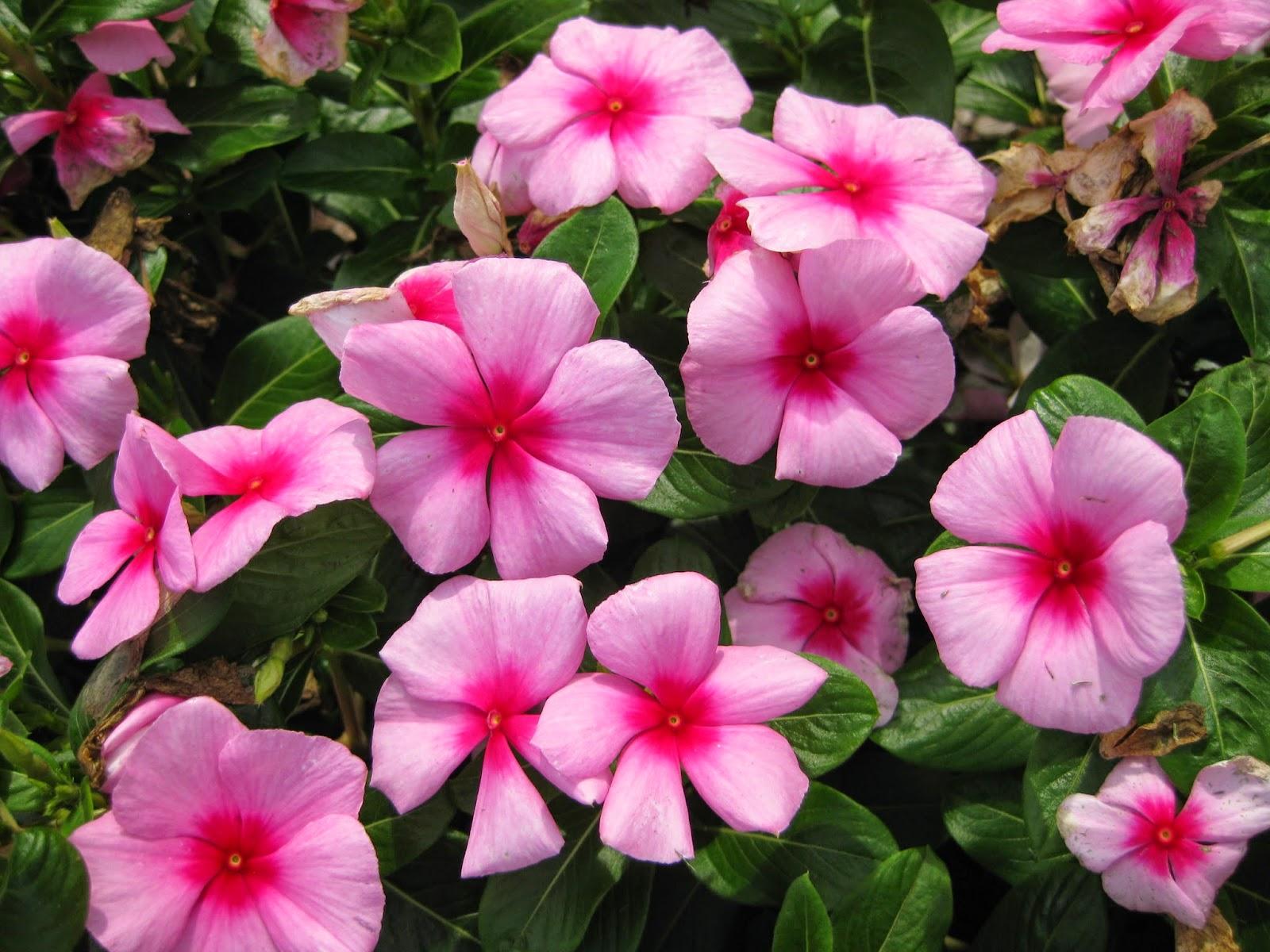 Vinca Titan Apricot - View 14 from www redcrocus com