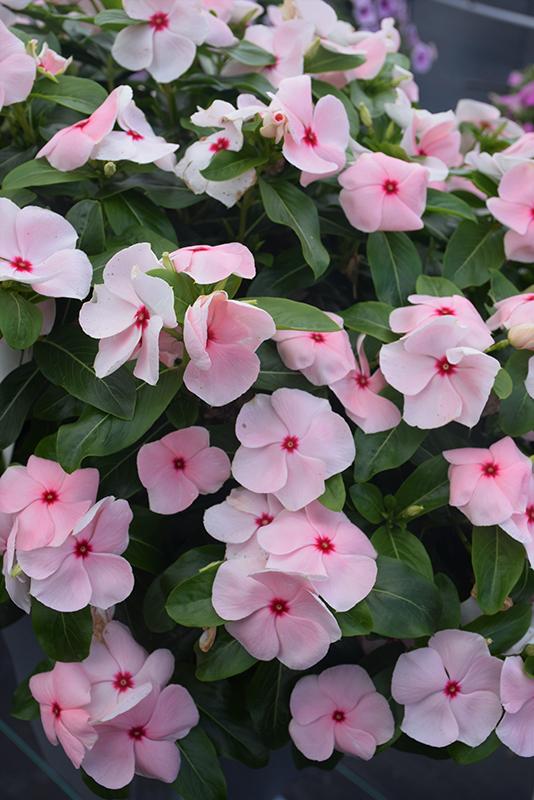 Vinca Titan Apricot - View 16 from www redcrocus com