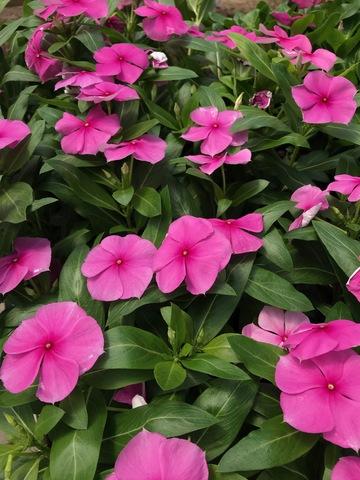 Vinca Titan Apricot - View 18 from www redcrocus com