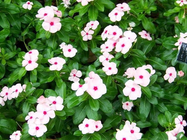 Vinca Titan Apricot - View 2 from www redcrocus com