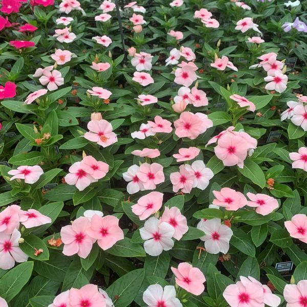 Vinca Titan Apricot - View 4 from www redcrocus com