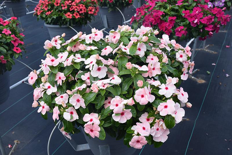 Vinca Titan Apricot - View 6 from www redcrocus com