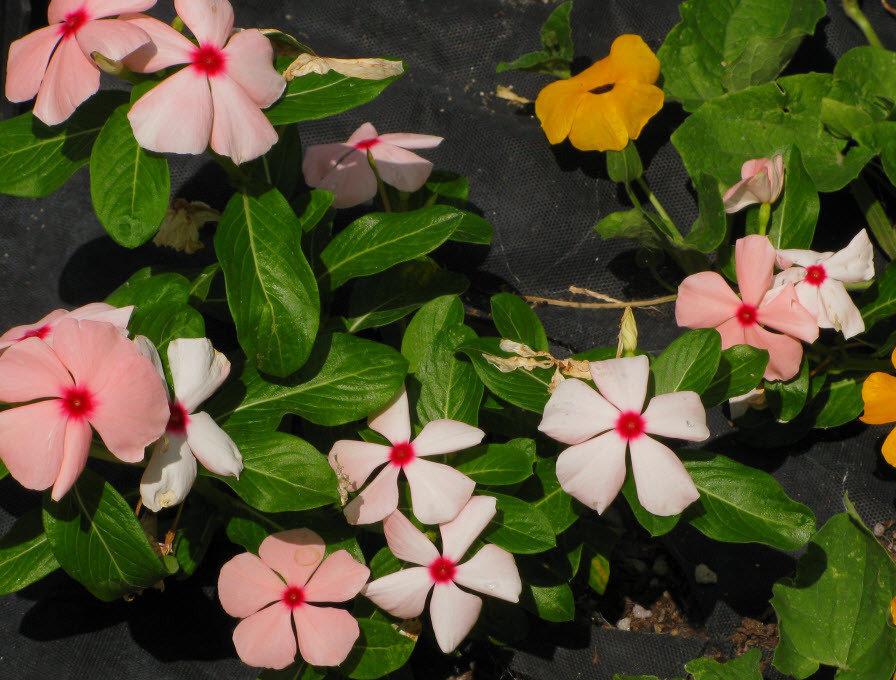 Vinca Titan Apricot - View 7 from www redcrocus com