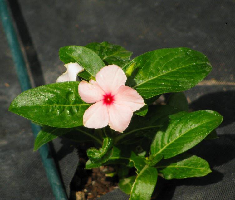 Vinca Titan Apricot - View 9 from www redcrocus com