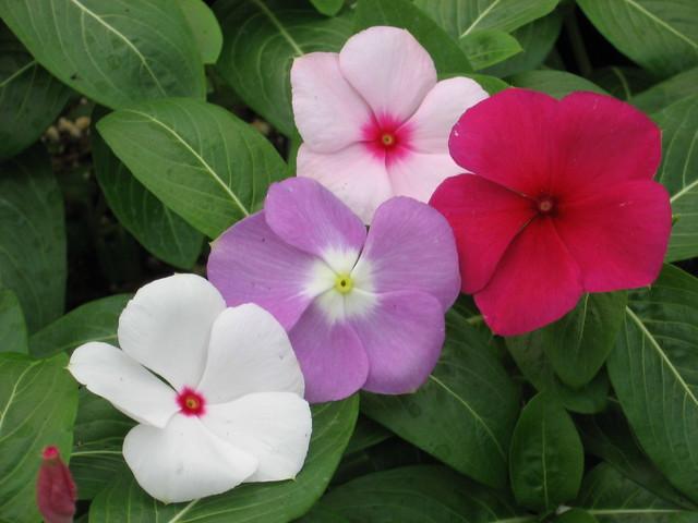 Vinca Titan Clear Mix - View 10 from www redcrocus com