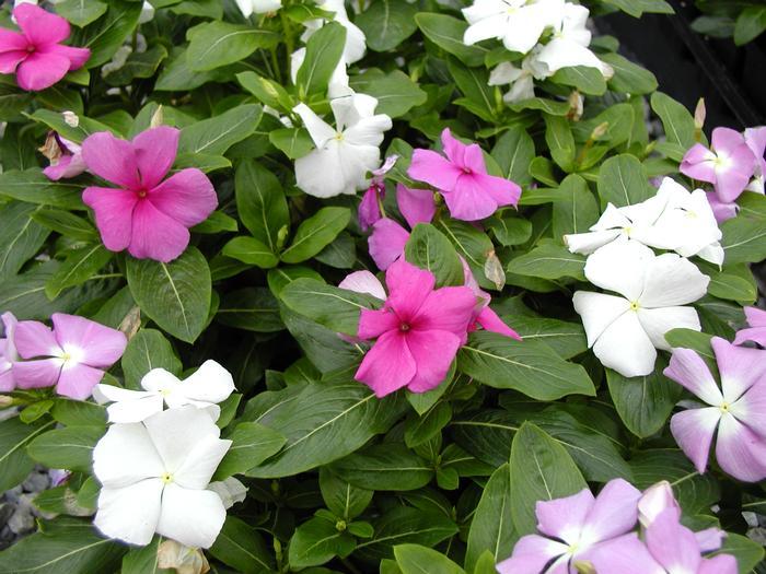 Vinca Titan Clear Mix - View 12 from www redcrocus com