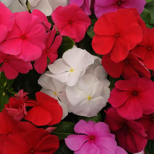 Vinca Titan Clear Mix - View 1 from www redcrocus com