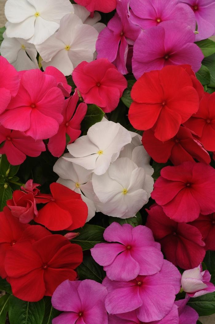 Vinca Titan Clear Mix - View 2 from www redcrocus com