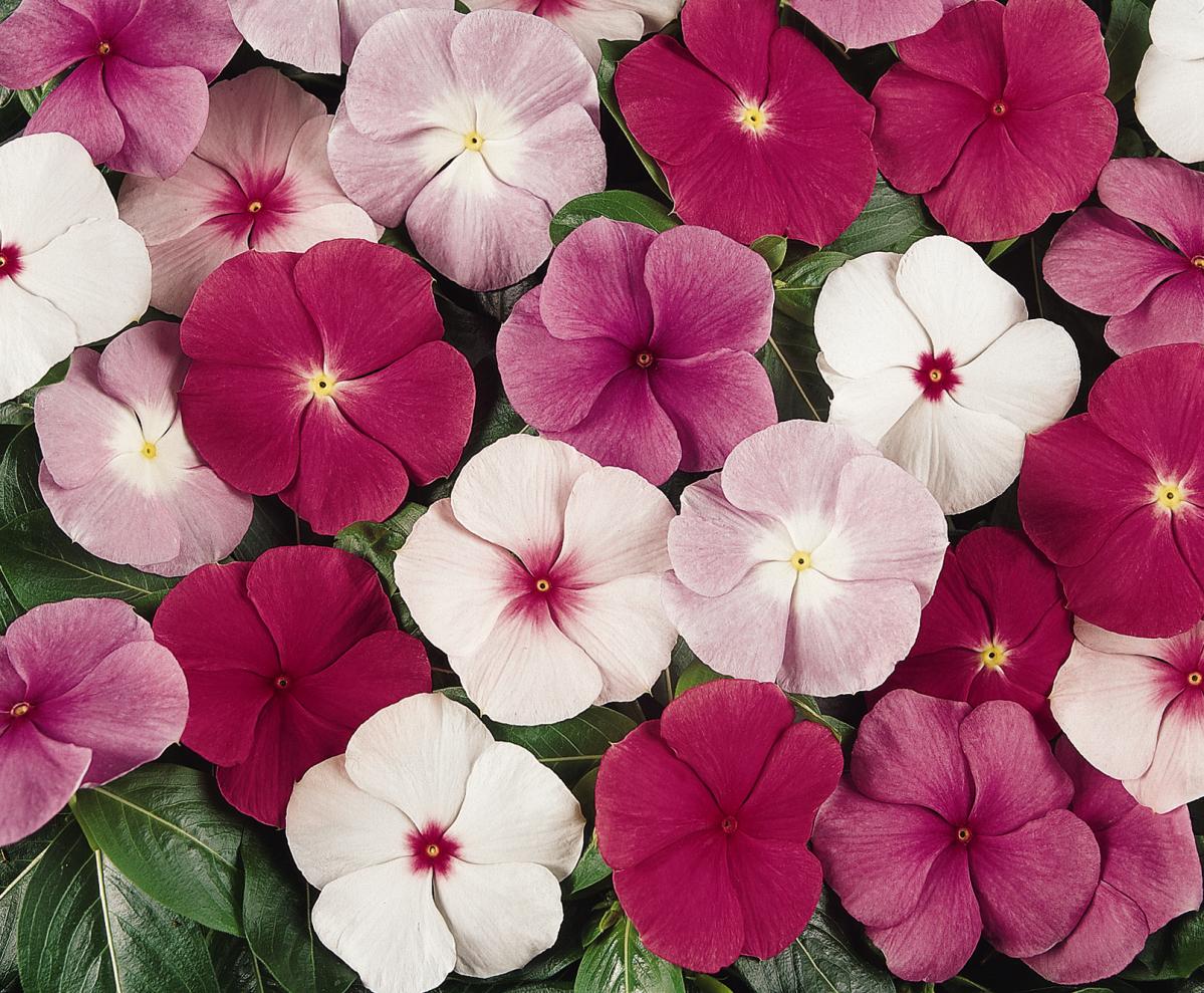 Vinca Titan Clear Mix - View 5 from www redcrocus com