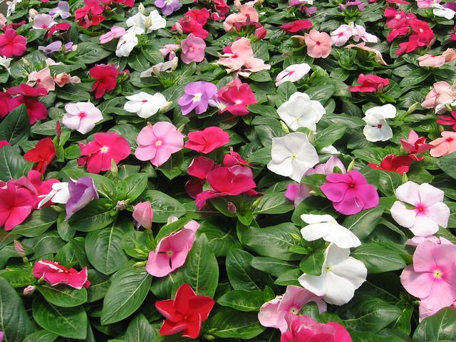Vinca Titan Clear Mix - View 8 from www redcrocus com