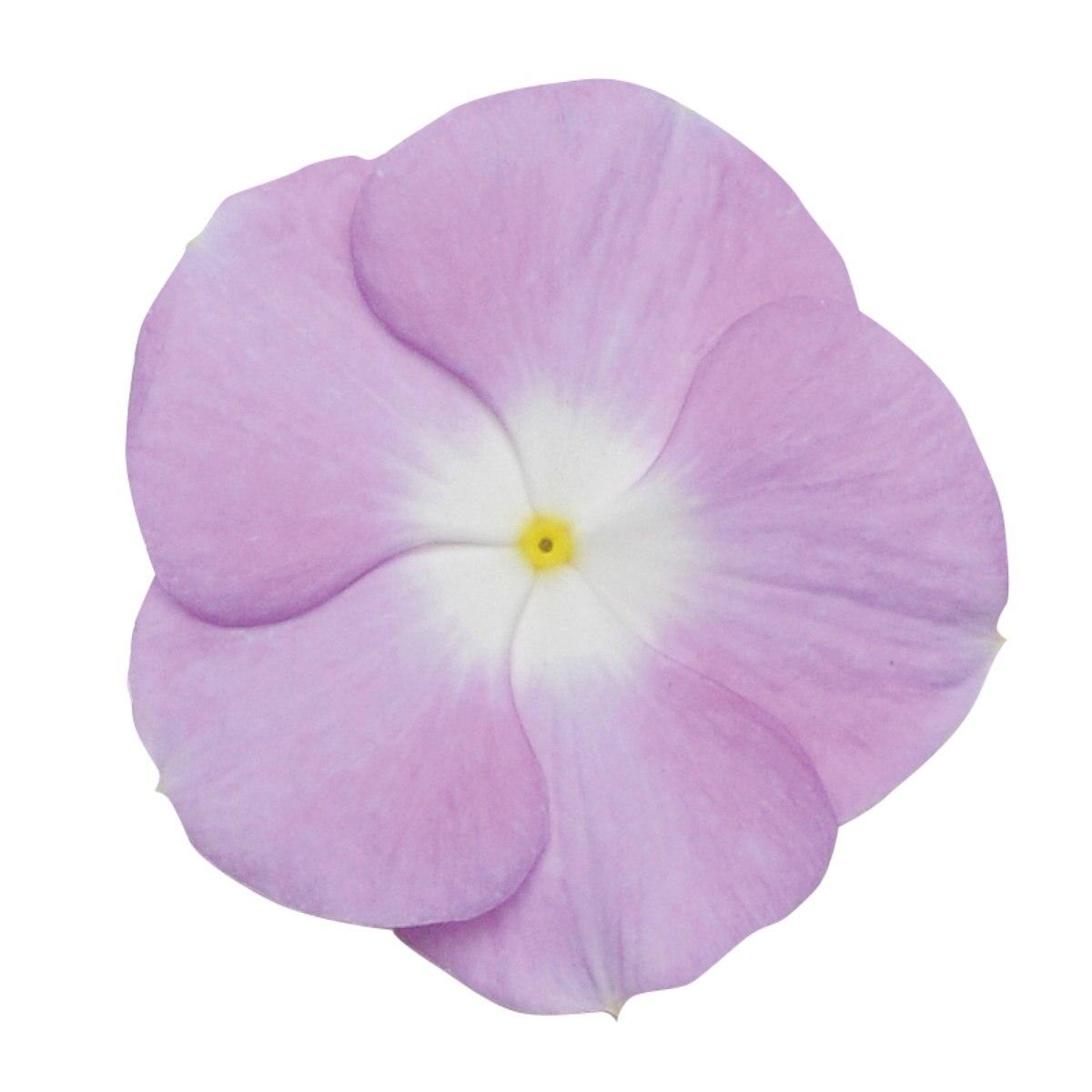 Vinca Titan Lavender Blue Halo - View 11 from www redcrocus com